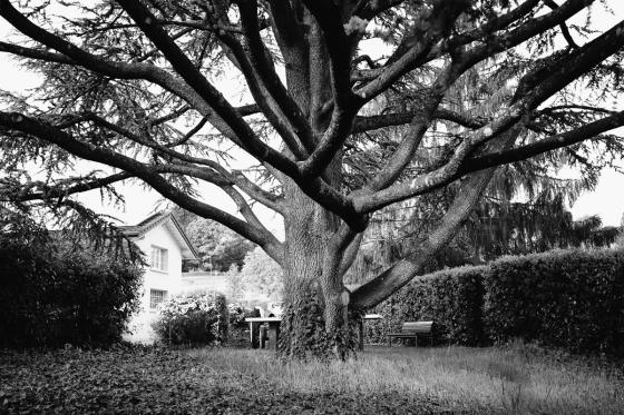 Arbre