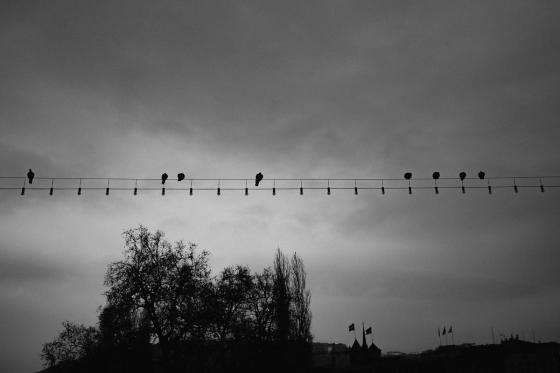 Oiseaux