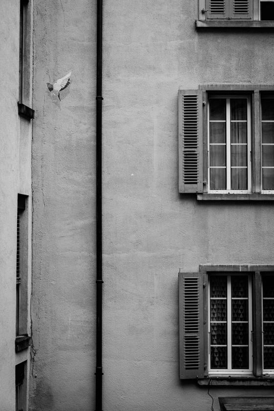 Oiseau sur immeuble