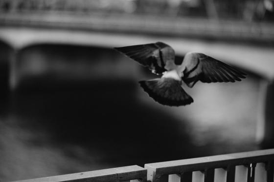 Pigeon