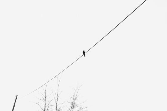 Oiseau sur câble