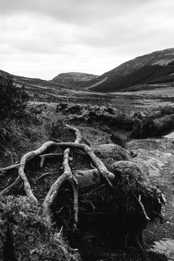 Arbre mort