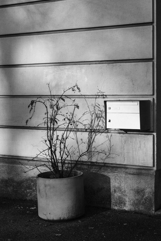 Plante