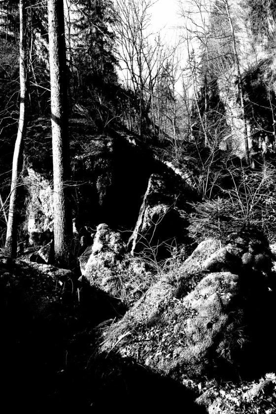 Forêt