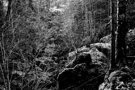 Forêt