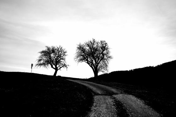 Arbres