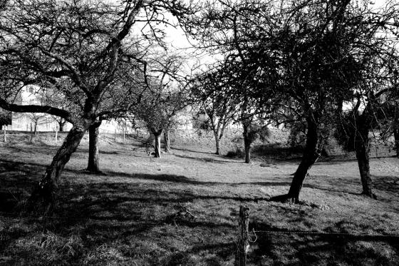 Arbres