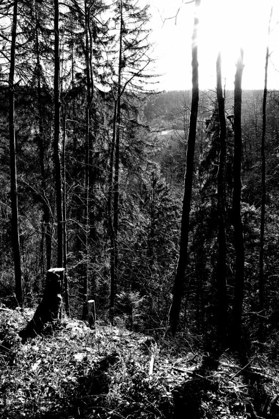 Forêt