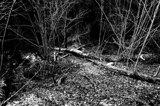 Forêt
