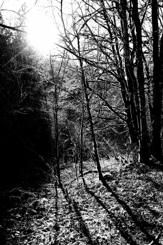 Forêt
