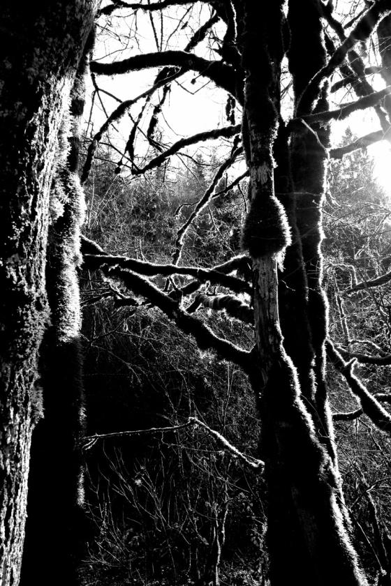 Forêt