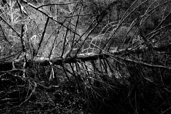 Arbre mort