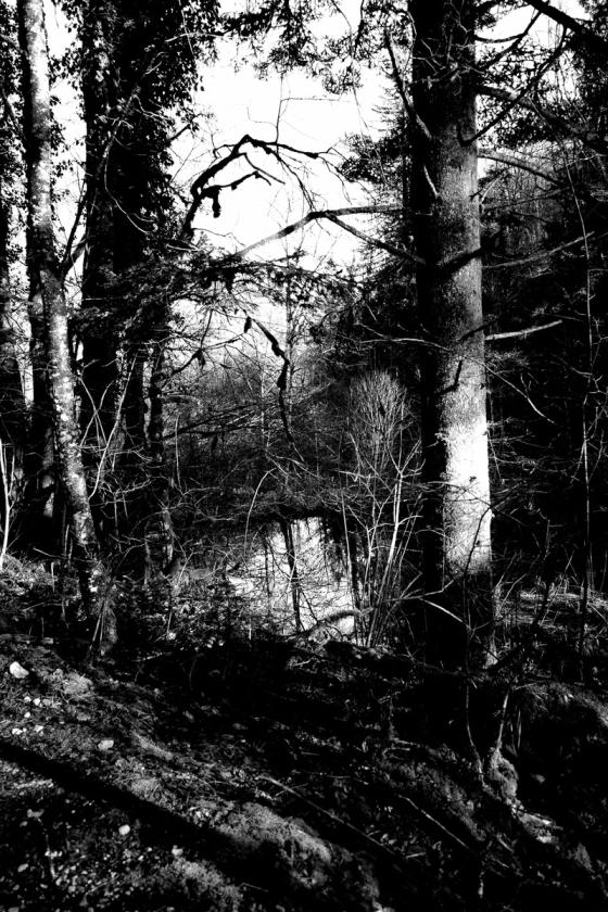 Forêt