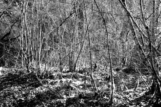 Forêt