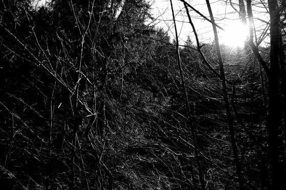 Forêt
