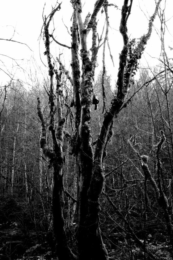 Forêt