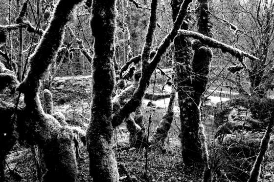 Forêt