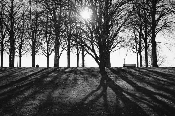 Arbres
